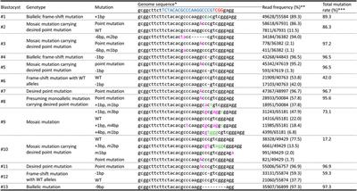 Pigs with an INS point mutation derived from zygotes electroporated with CRISPR/Cas9 and ssODN